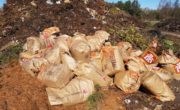leaves in paper bags ready to be composted