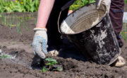 women placing ashes on her garden