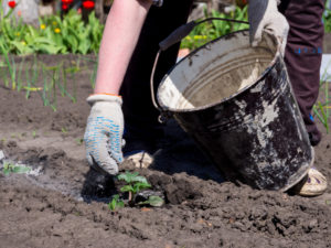 women placing ashes on her garden