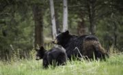 a black bear and her cub in a field foraging on grass