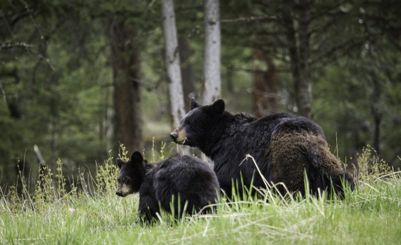 a black bear and her cub in a field foraging on grass