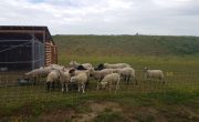 herd of sheep grazing in field