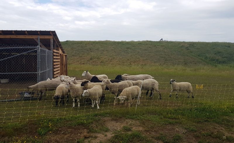 herd of sheep grazing in field