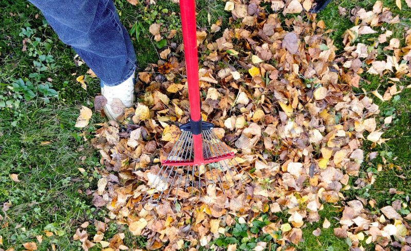 person taking leaves