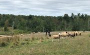 sheep grazing in grassy area of a closed landfill