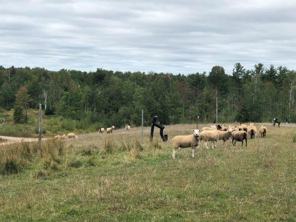 sheep grazing in grassy area of a closed landfill